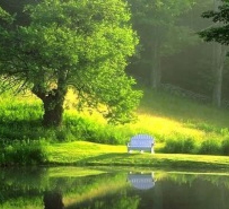 Pure nature, forest, water, green, grass, bench, HD wallpaper | Peakpx