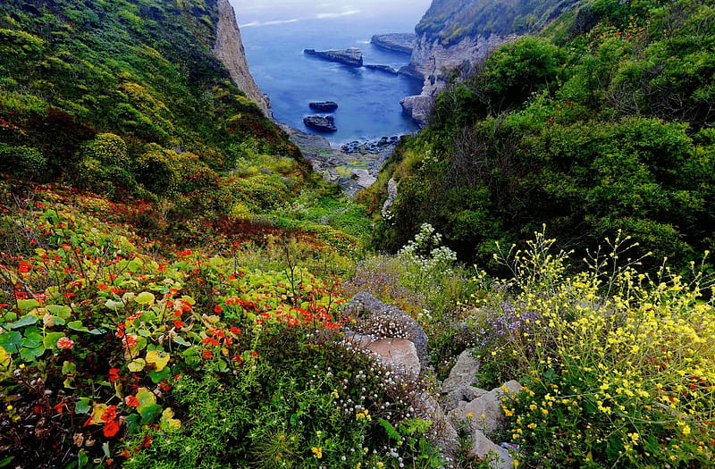 Coastal wildflowers, rocks, wildflowers, bluff, summer, bonito, bay, coast, sea, HD wallpaper