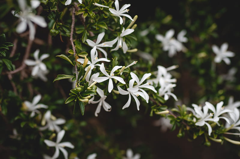 Jazmín blanco, hojas, bonita, floración, seno, flores, Fondo de pantalla HD  | Peakpx