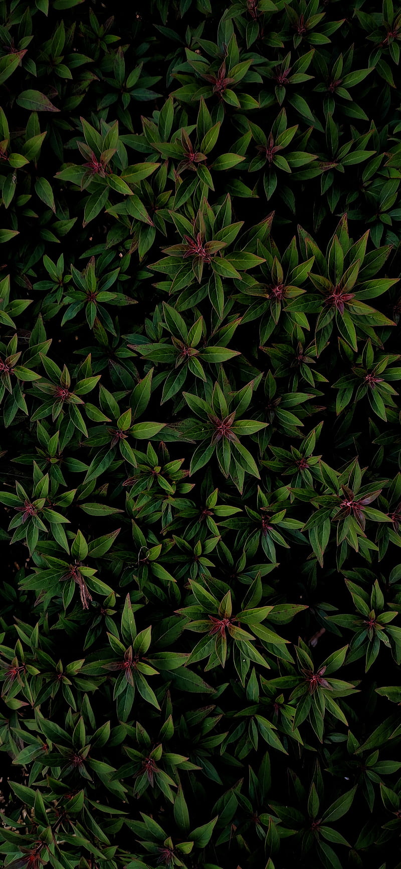 plant, leaves, bushes, veins, HD phone wallpaper