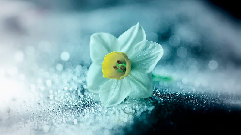 Daffodil Flower Petals Drops, flower, petals, drops, HD wallpaper