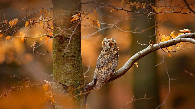 Long-eared Owl, ornithology, bird, owl, long-eared, HD wallpaper