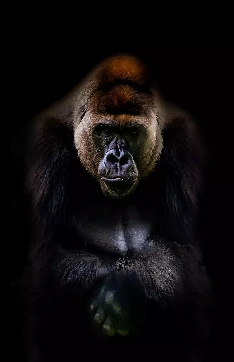 Gorilla, giant gorilla, jungle, rampage, wild, HD phone wallpaper