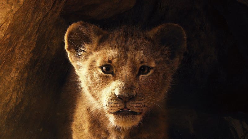 Lion, Movie, Simba, The Lion King (2019), HD wallpaper