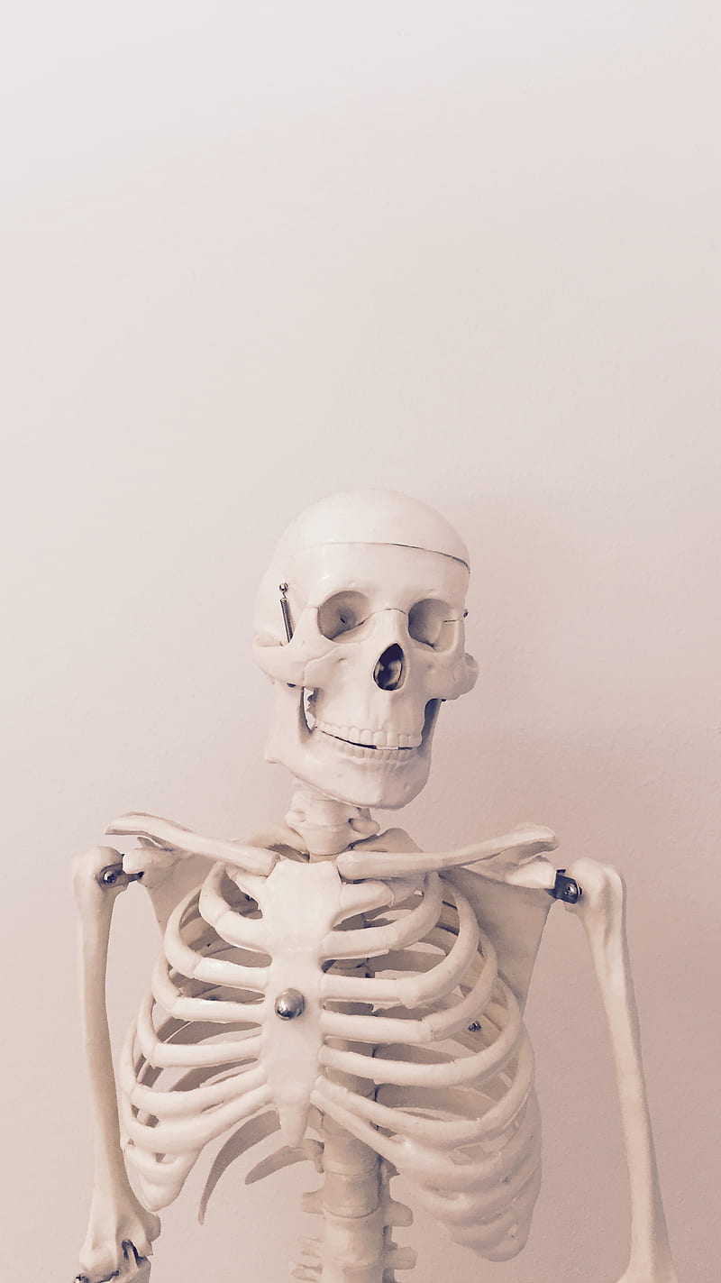 Skeleton, body, bones, human, skull, white, HD phone wallpaper
