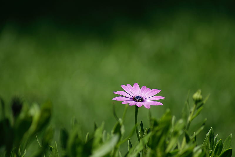 flower, purple, plant, grasses, HD wallpaper