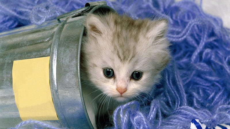 White Cat Kitten Inside Vessel On Blue Thread Cute Cat, HD wallpaper