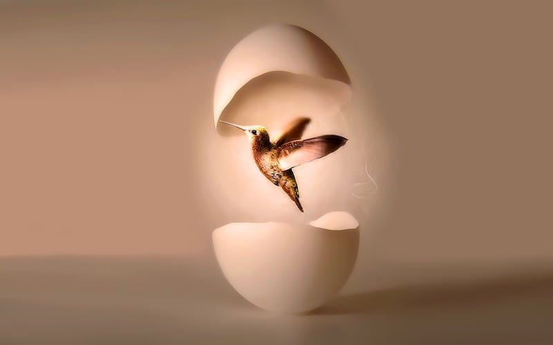 BIRTH OF A HUMMINGBIRD, egg, hummingbird, birth, hatched, HD wallpaper