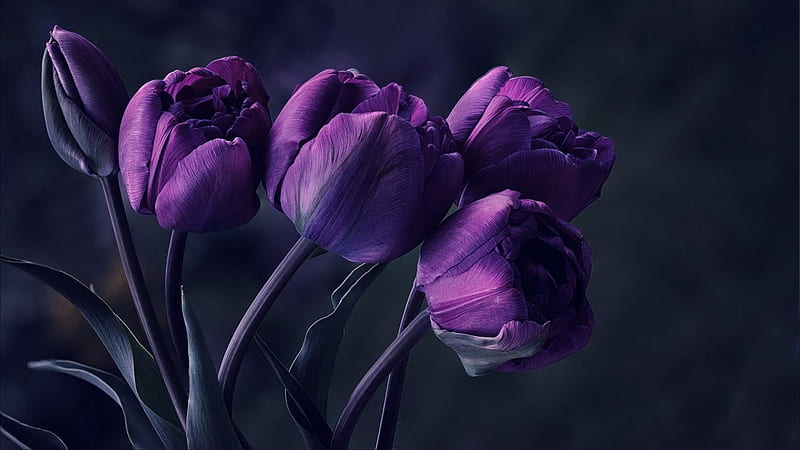 Tulips, flower, black, purple, tulip, spring, HD wallpaper