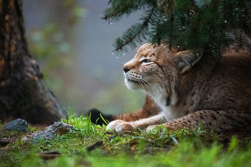 Lynx, lynx, animals, cat, predator, HD wallpaper