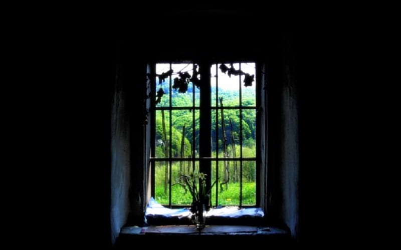The window, flowers, Window, dried, landscape, HD wallpaper