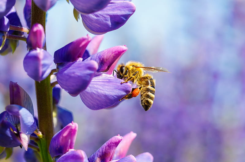 Bee collects nectar on a flower, bee, collect, flower, summer, lavender, bonito, nectar, HD wallpaper