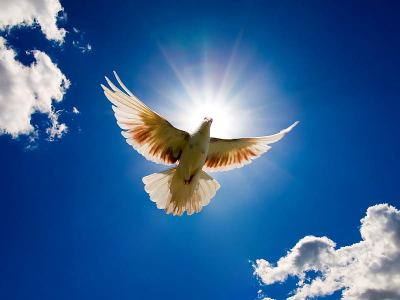 Beautiful Dove Rising to Sky, birds, dove, sky, bonito, HD wallpaper