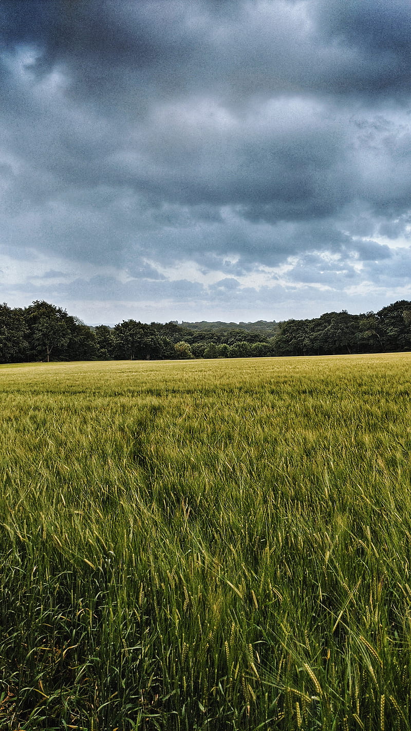 Farmland walk , clouds, countryside, derbyshire, farm field, hay, heavy sky, wheat, HD phone wallpaper