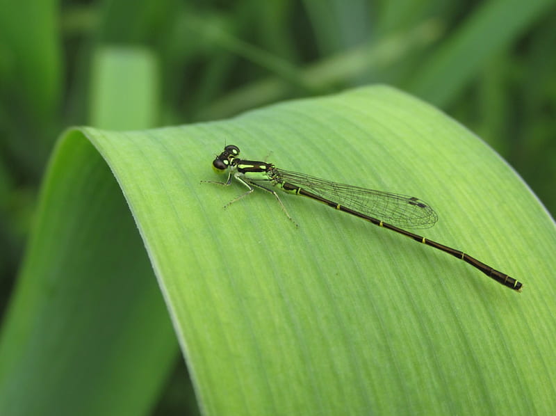 Damselfly, bugs, nature, insects, HD wallpaper
