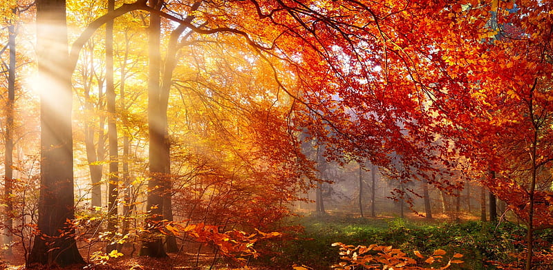 Autumn sun, morning, fall, forest, colorful, autumn, sun, glow, park, bonito, trees, rays, branches, HD wallpaper