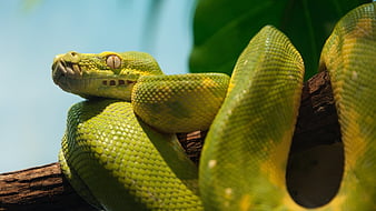 Grünpython, Zischen, Python, Grün, Schlange, HD-Hintergrundbild