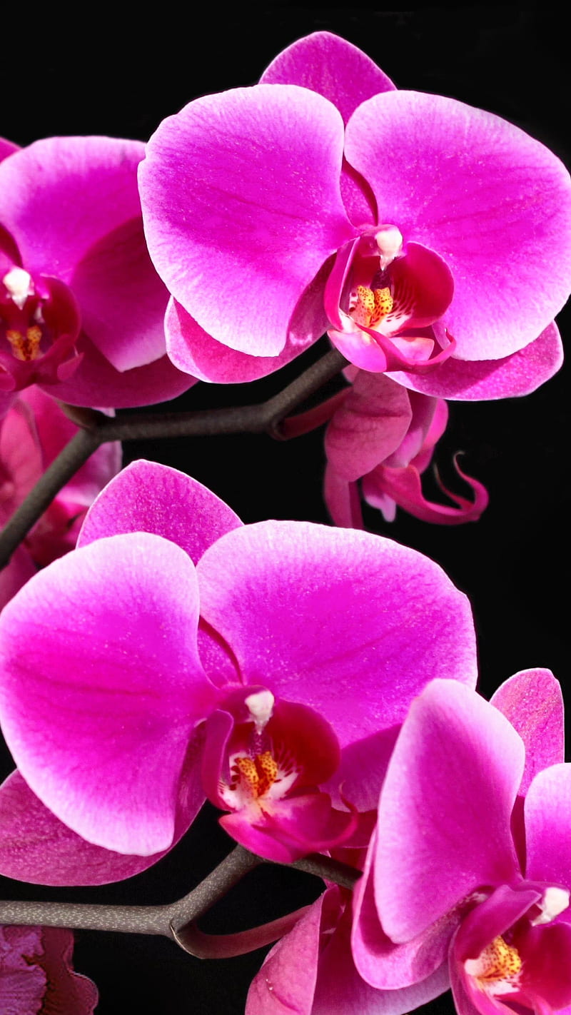 Orchid , flower, pink, HD phone wallpaper