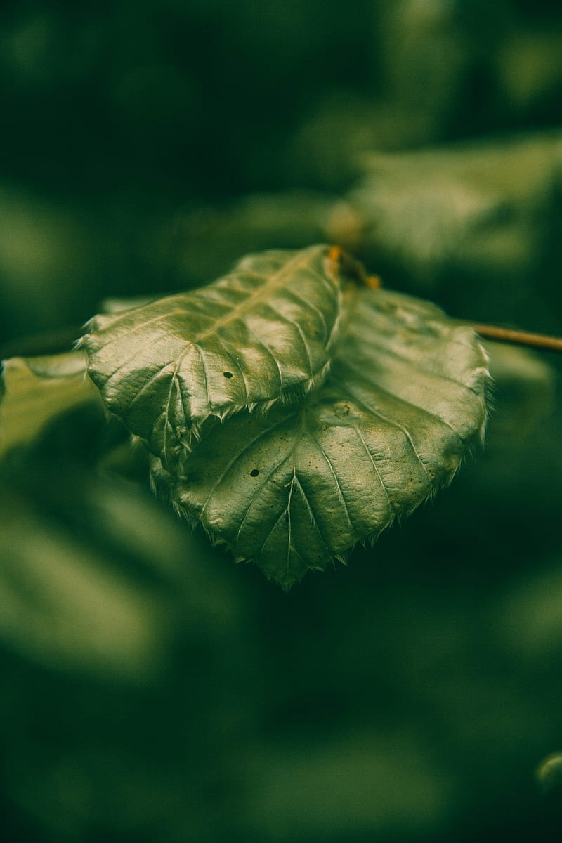 leaves, green, macro, closeup, plant, HD phone wallpaper