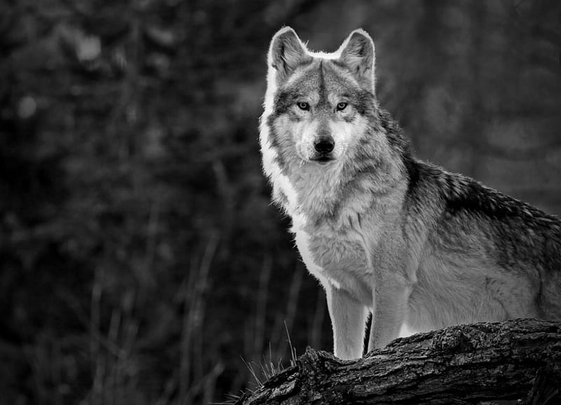 lone wolf, canislupus, wolf art, black, saying, timber wolf, wolves, white, howling, wisdom, HD wallpaper