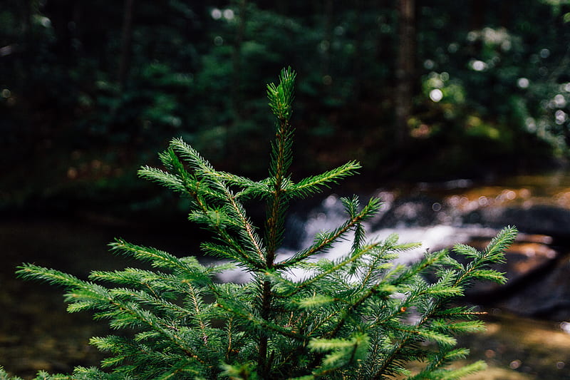 Focus graphy of green pine tree, HD wallpaper | Peakpx