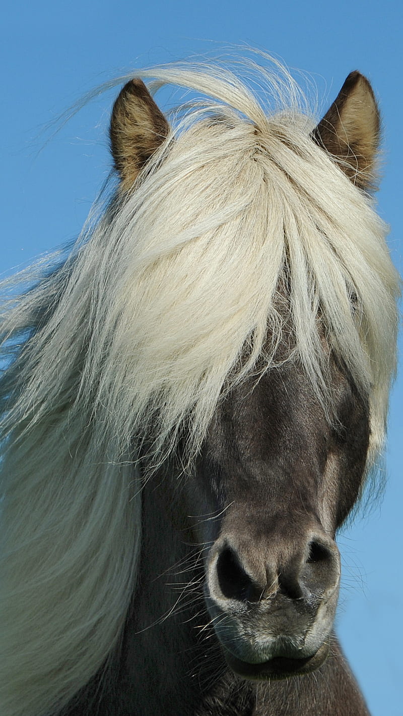 iceland horse, mane, HD phone wallpaper