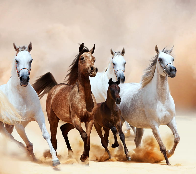 Horses, jg, mw, HD wallpaper