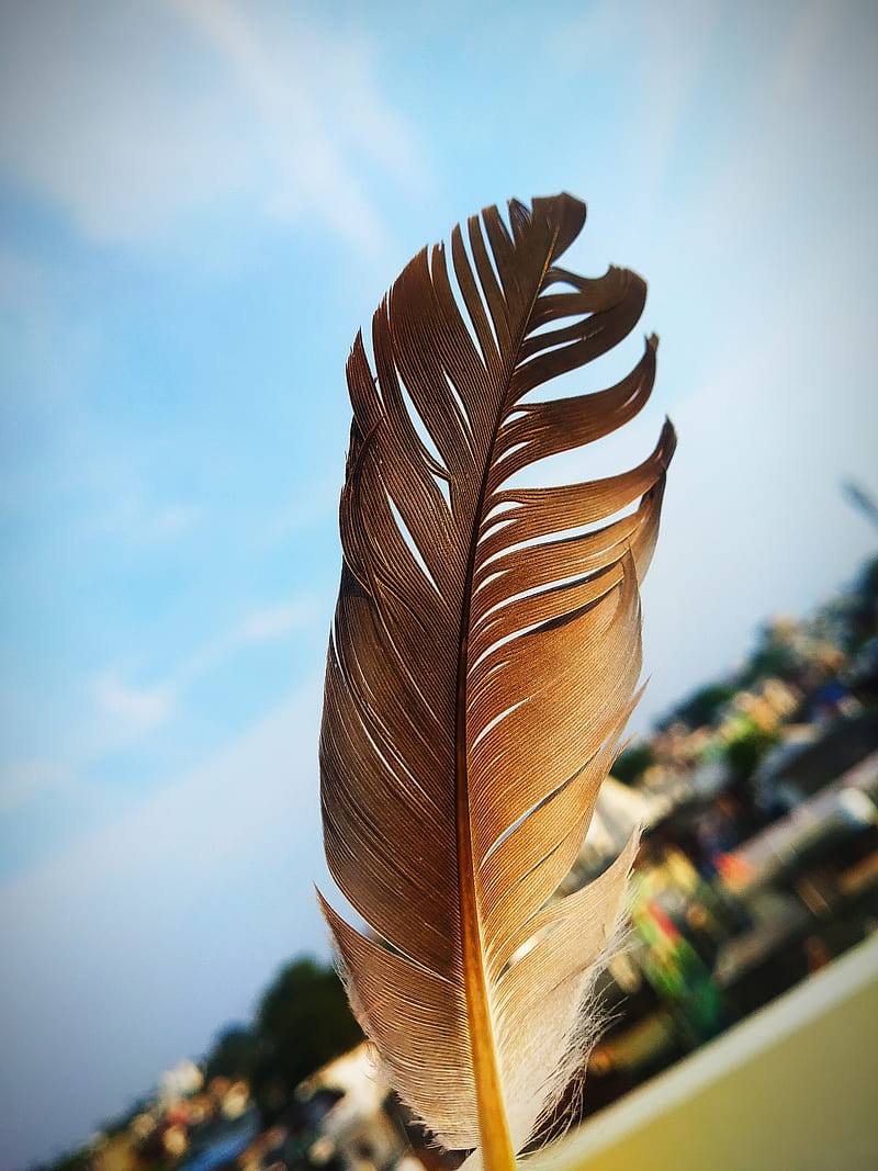 Bird Feather , bird, edge, feathers, galaxy, life, note, pen, graphy, quill, sky, HD phone wallpaper