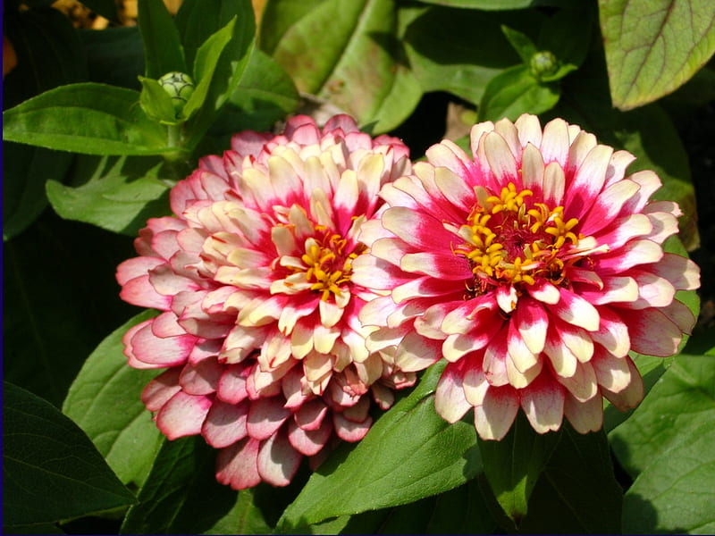 Red & White Zinnias, zinnias, red, pretty, leaves, annuals, summer, flowers, white, HD wallpaper
