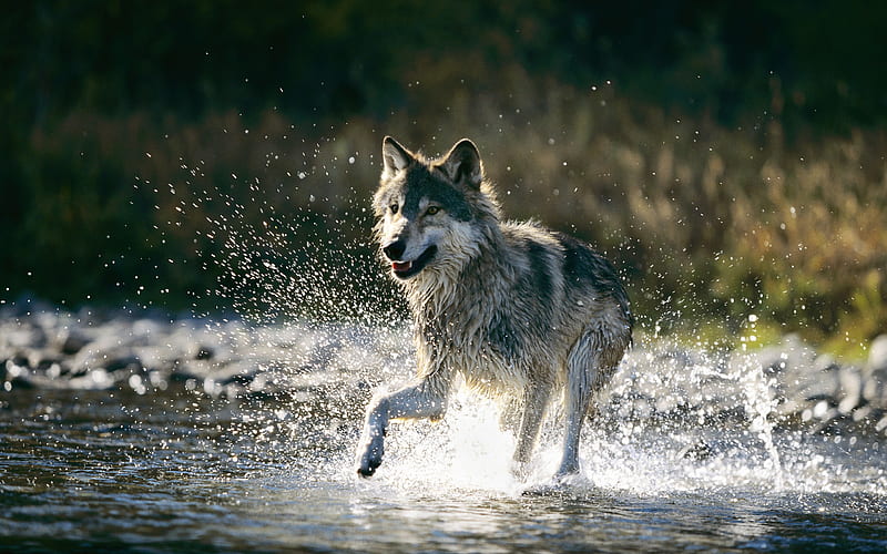 Running in the water wolf-Animal World Series, HD wallpaper