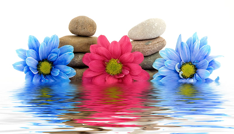 Pretty Flowers, rocks, red, pretty, colorful, bonito, sea, graphy, nice, stones, stone, gerbera, flowers, beauty, reflection, pink, blue, harmony, lovely, colors, water, light blue, flower, nature, reflecting, daisy, HD wallpaper