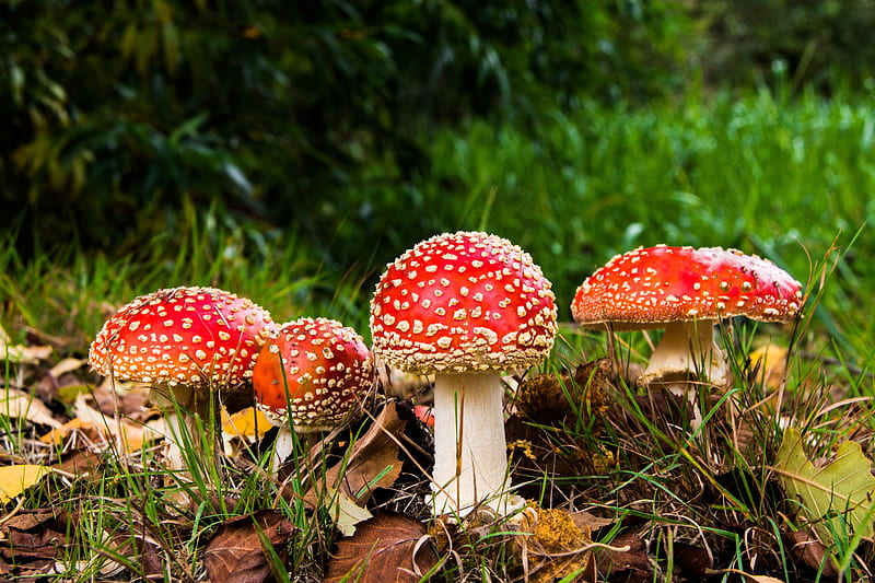 Red Mushrooms, Snapshot, Red, Foto, Mushrooms, Grass, Leaves, Toxic, Nature Green, Red Fly Agaric, graphy, HD wallpaper
