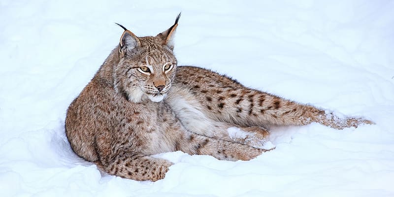 Winter, Cats, Snow, Animal, Lynx, HD wallpaper | Peakpx