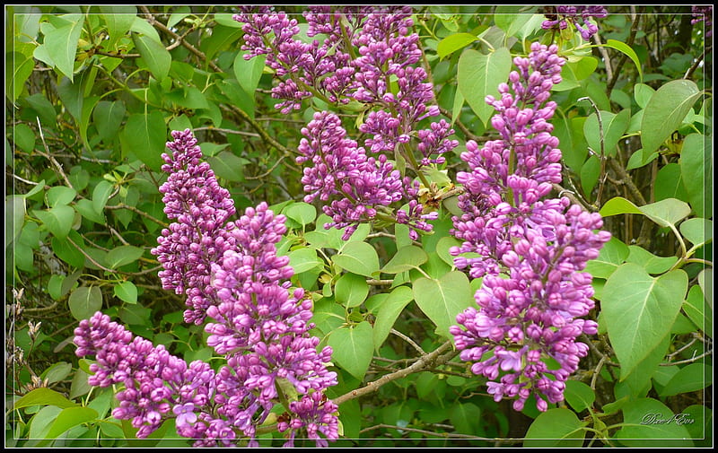 Lilac Beginning, lilac, , washington, flower, spring, lavender, framed, HD wallpaper