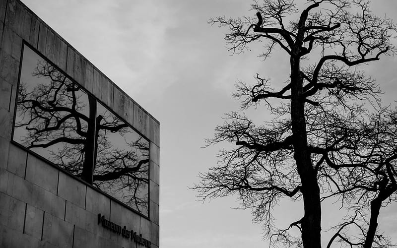 old tree reflected in a new building, building, glass, reflectiom, tree, window, BW, HD wallpaper