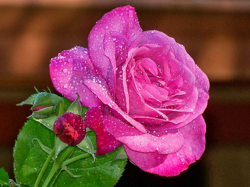 Pink rose, pretty, wet, lovely, rose, bonito, drops, delicate, leaves ...