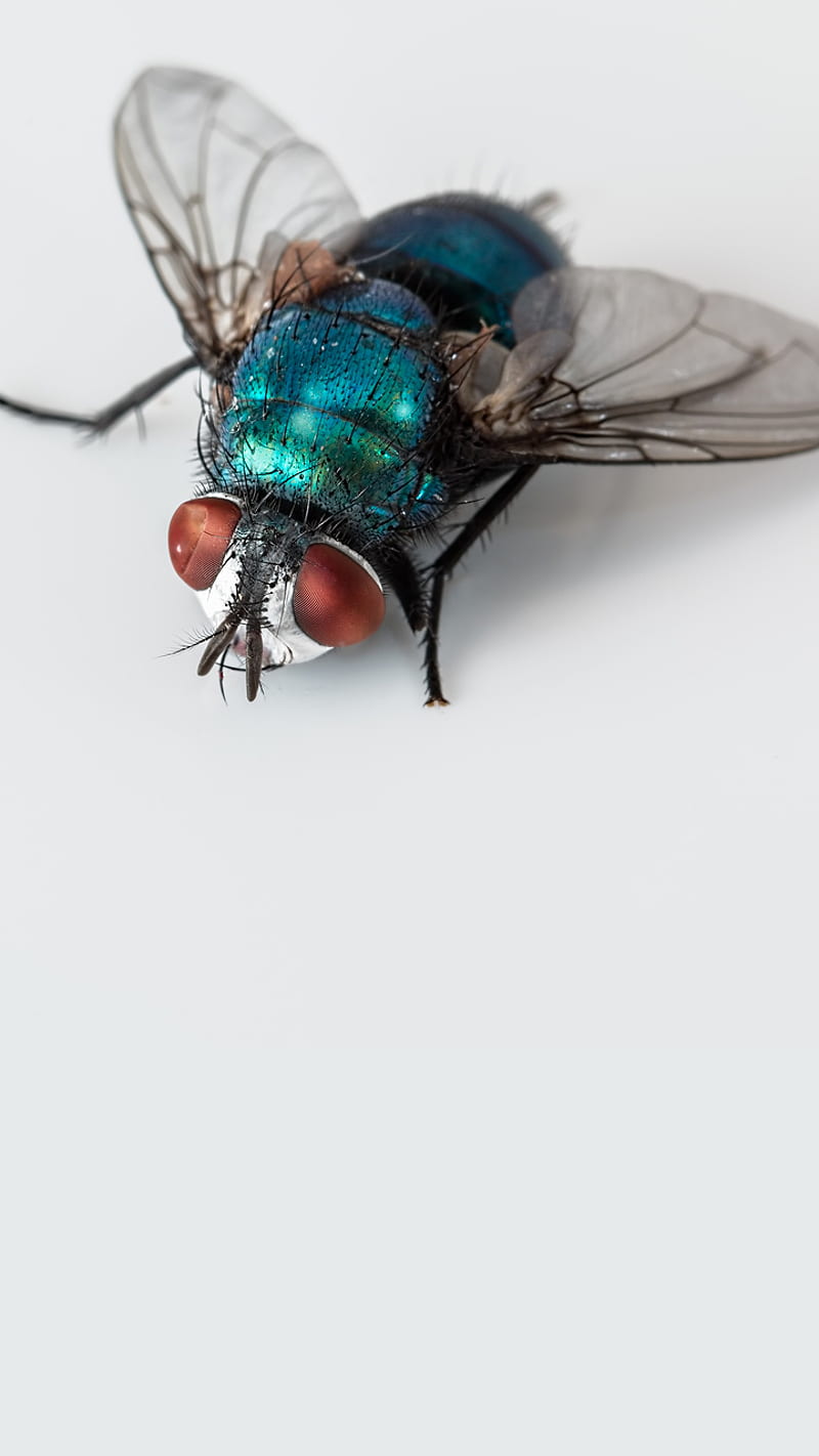 Blowfly, blue bottle, fly, insect, pest bug, stevepb, ugly, HD phone wallpaper