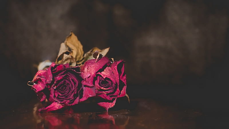 Red Roses, red, flowers, roses, dried, HD wallpaper