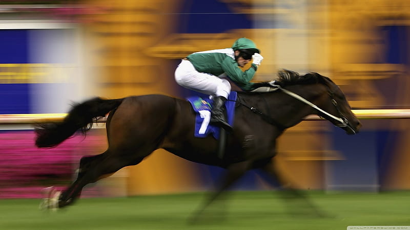 Horse Racing 2, horseracing, jockey, racing, equine, horse, animal, graphy, wide screen, HD wallpaper