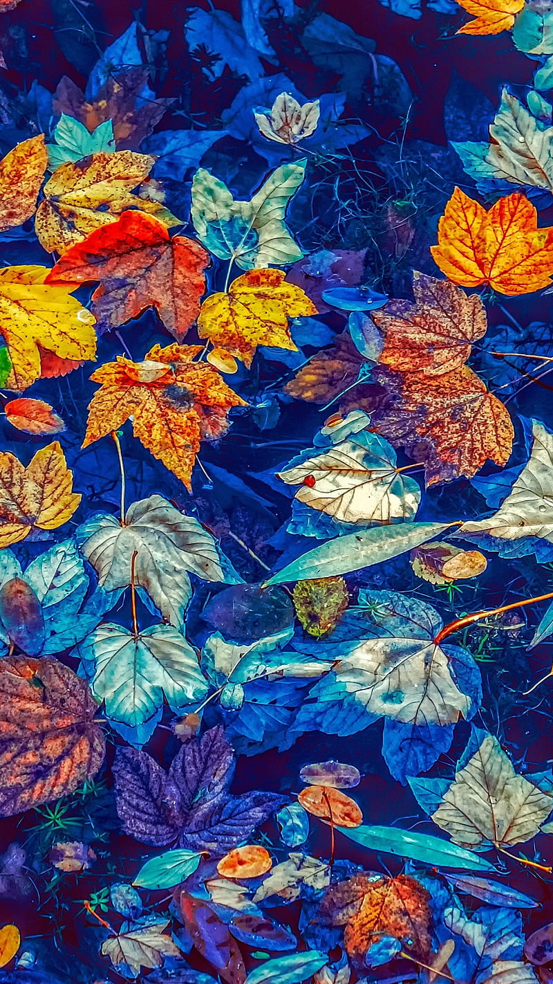 Fallen leaves , fallen leaves, water, blue, colorful, background, HD phone wallpaper