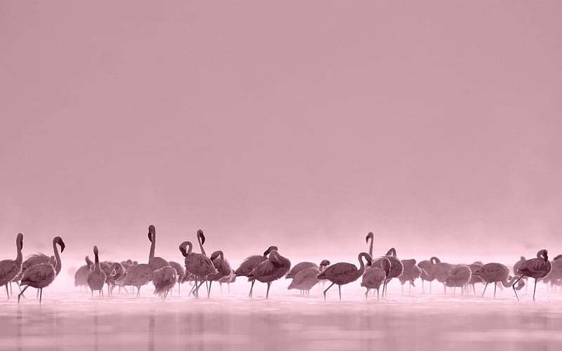 Pink flamingos, Flamingos, water, white, pink, HD wallpaper