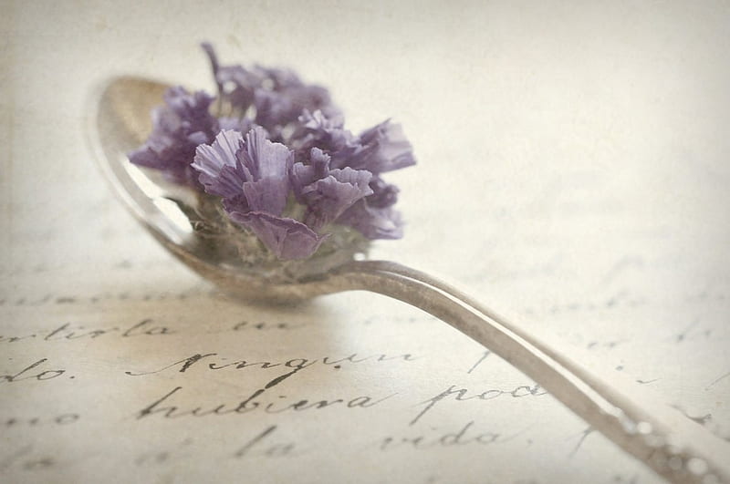 Silver Spoon, still life, blossom, spoon, purple, flowers, bonito, silver, HD wallpaper