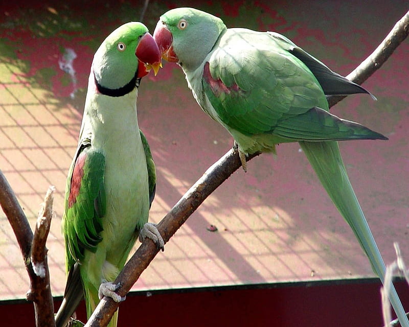 Parrot Couple, green, birds, parrots, couple, animal, HD wallpaper