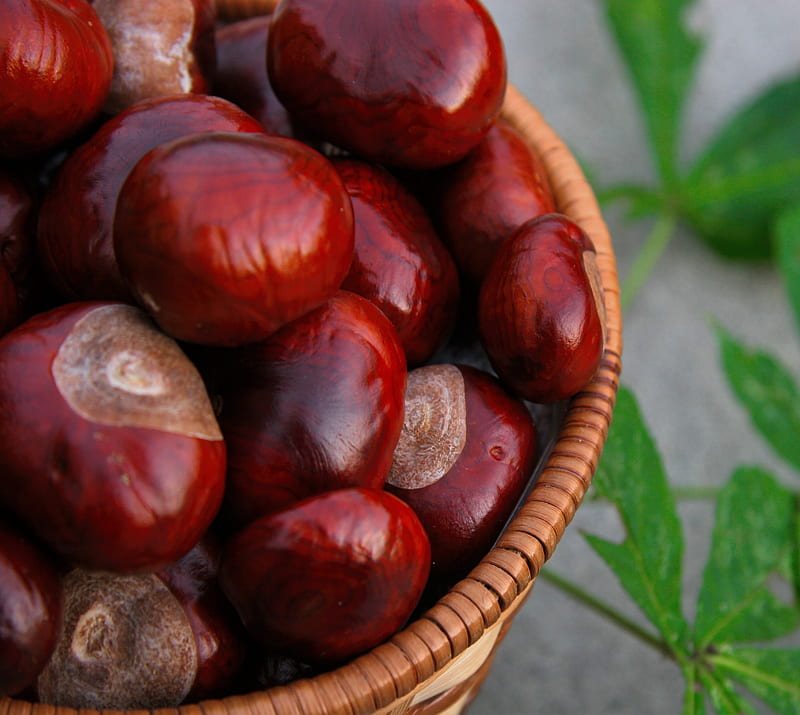 chestnuts, HD wallpaper
