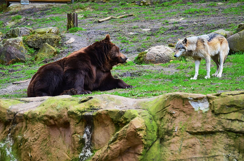 My visit at the Wolfpark, predator, wildlife, nature, wolves, HD wallpaper