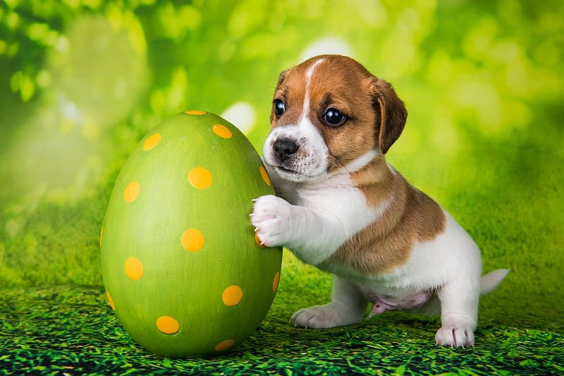 :), dog, egg, puppy, green, cute, card, easter, paw, funny, HD wallpaper