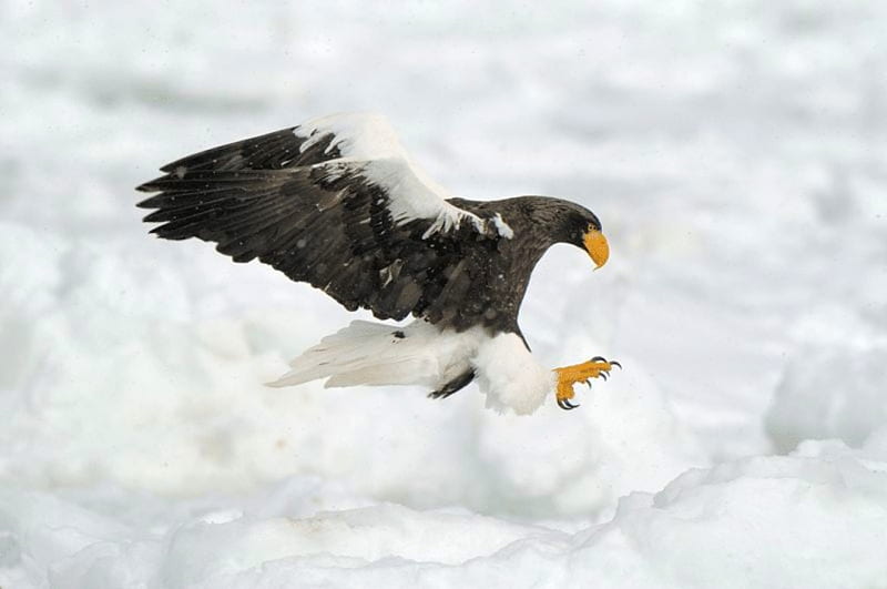 Eagle, cool, bonito, HD wallpaper Eagle, cool, bonito, HD wallpaper
