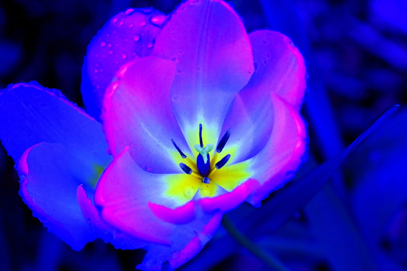 Shinny Flower, colors, digital, blossom, artwork, HD wallpaper