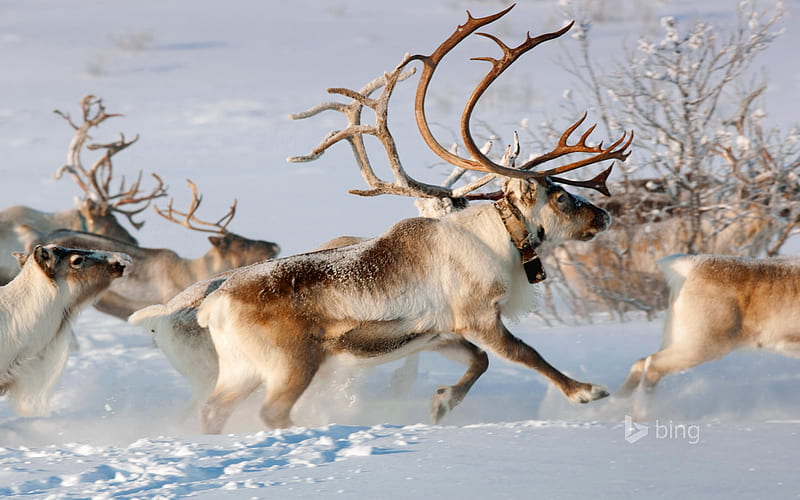 Reindeer in the countryside near Karasjok Finnmark Norway, Reindeer, in, the, country, side, HD wallpaper