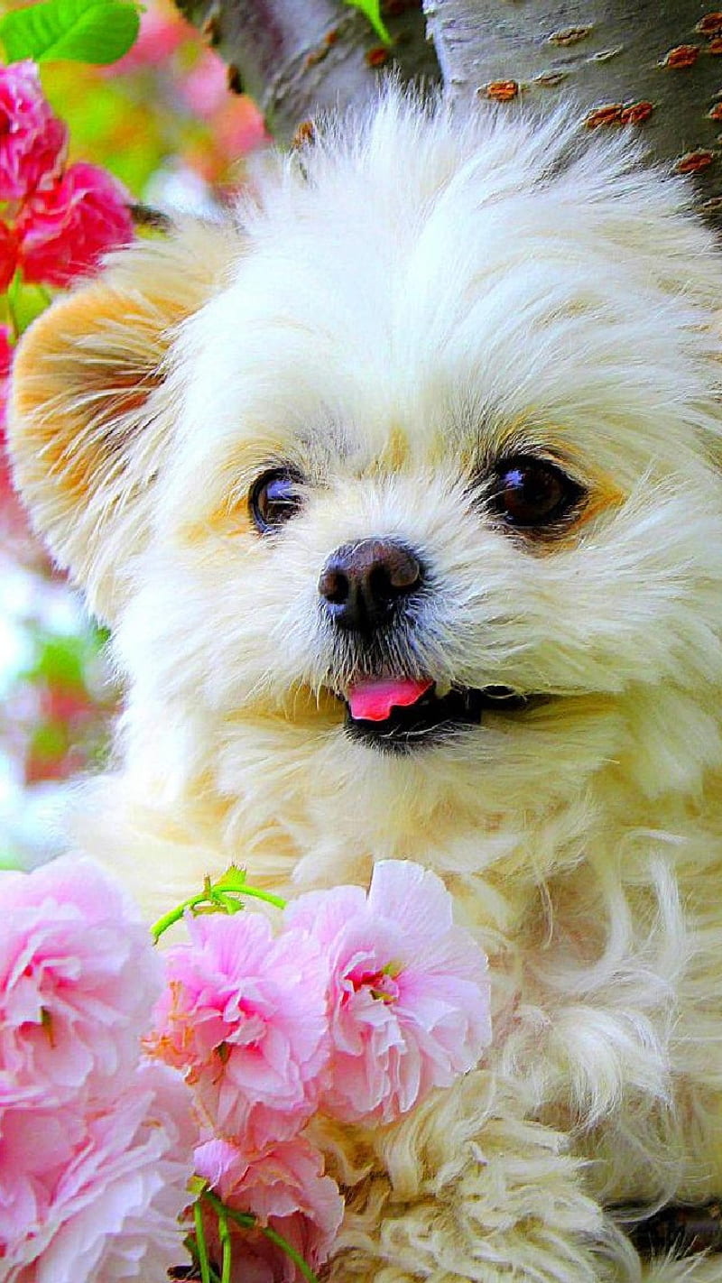 Cute Dog , cute dog, white dog, puppy, animal, HD phone wallpaper